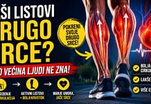 Zašto se listovi nazivaju drugim srcem – cirkulacija i zdravlje Listovi kao drugo srce i njihova uloga u cirkulaciji