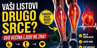 Zašto se listovi nazivaju drugim srcem – cirkulacija i zdravlje Listovi kao drugo srce i njihova uloga u cirkulaciji