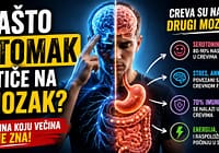 Zašto stomak utiče na mozak – serotonin, stres i creva Veza između creva i mozga - serotonin, stres i digestivni sistem