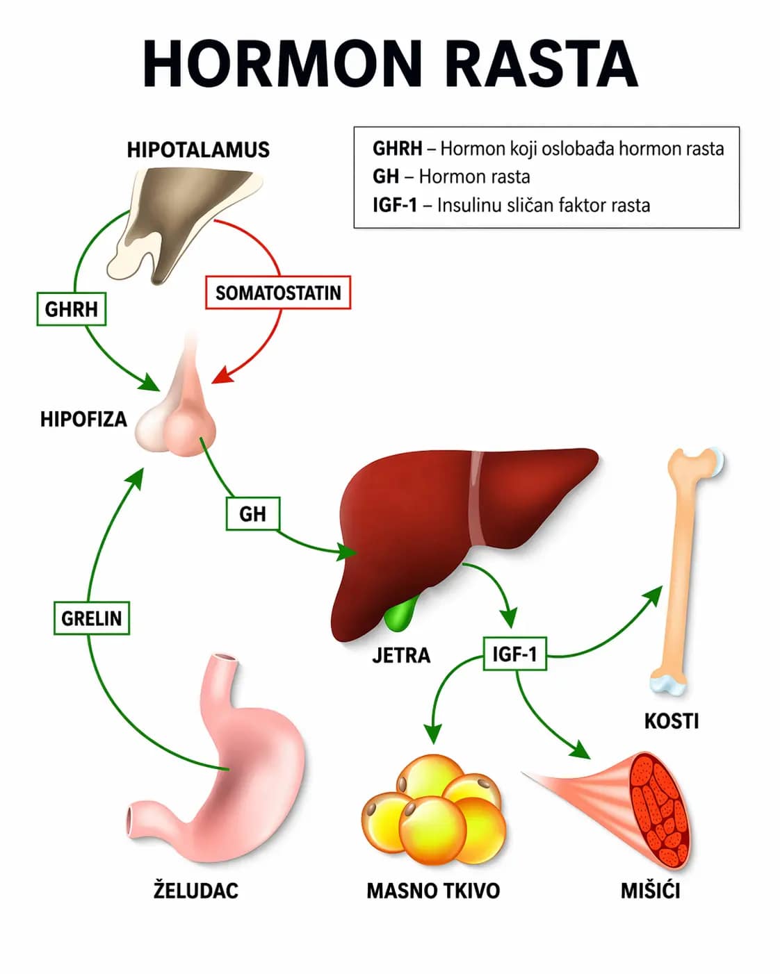 hormon rasta gh igf1 proces u telu tokom treninga snage