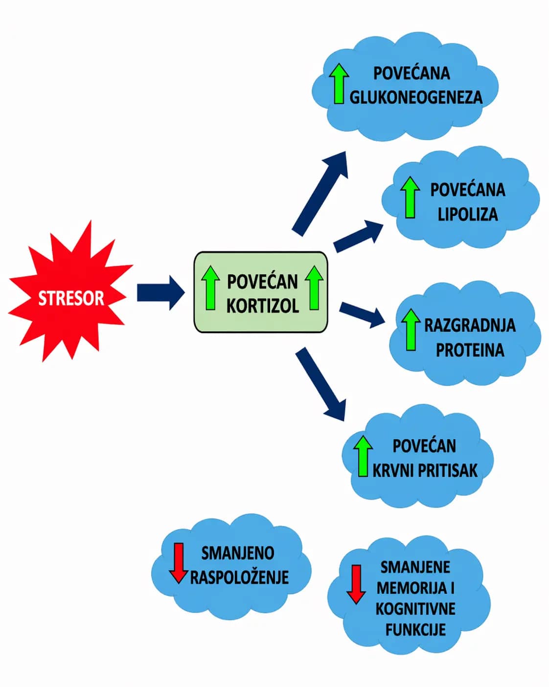 kortizol stres uticaj na telo razgradnja proteina lipoliza raspolozenje