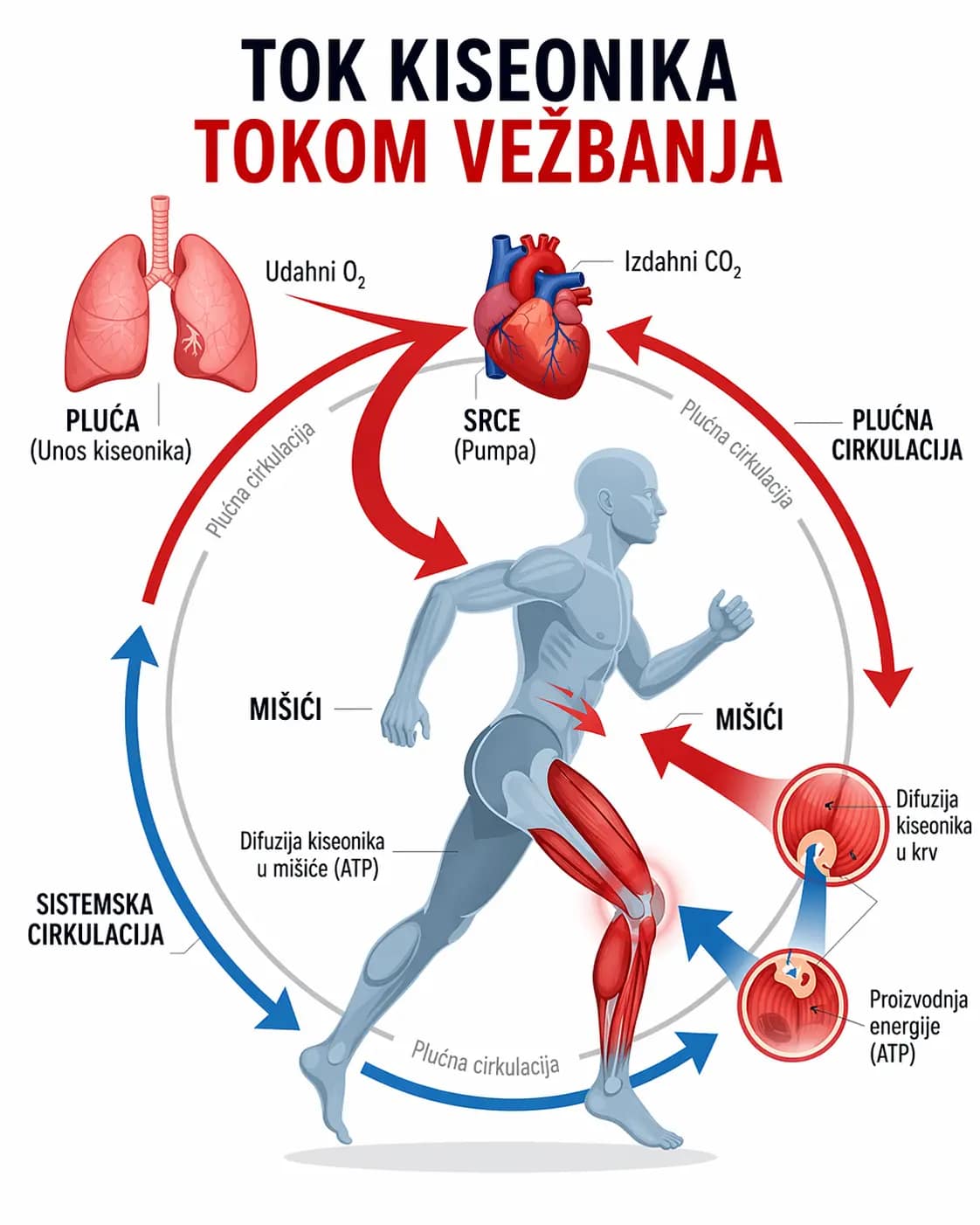 tok kiseonika tokom vežbanja pluca srce misici cirkulacija kiseonika
