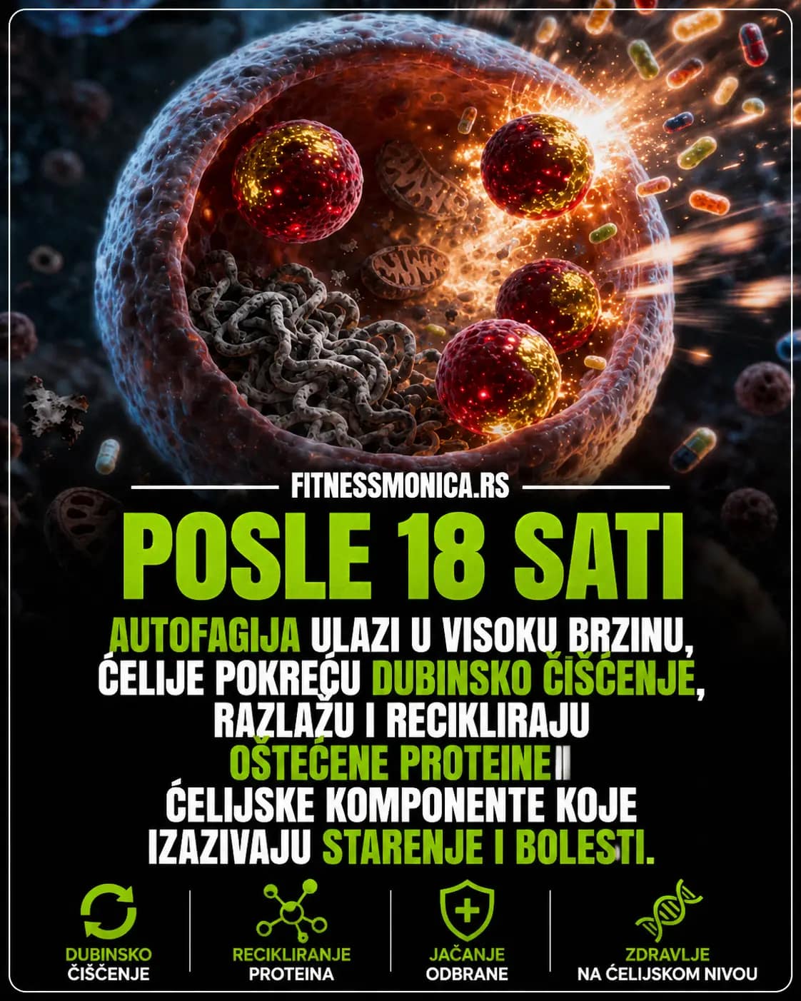 Autofagija tokom posta i ćelijsko recikliranje