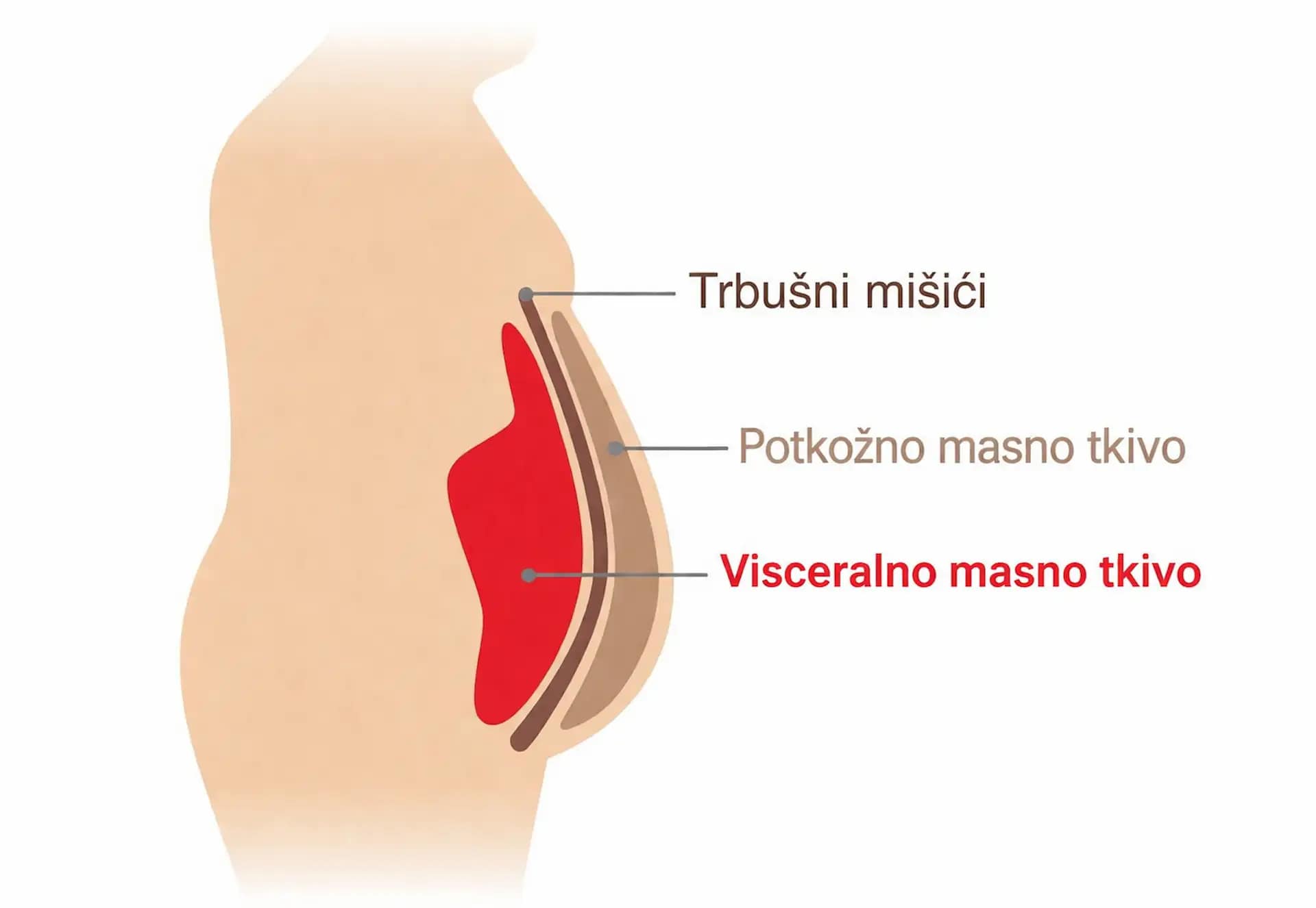 visceralna mast i potkozna mast razlika stomak kako se skida salo