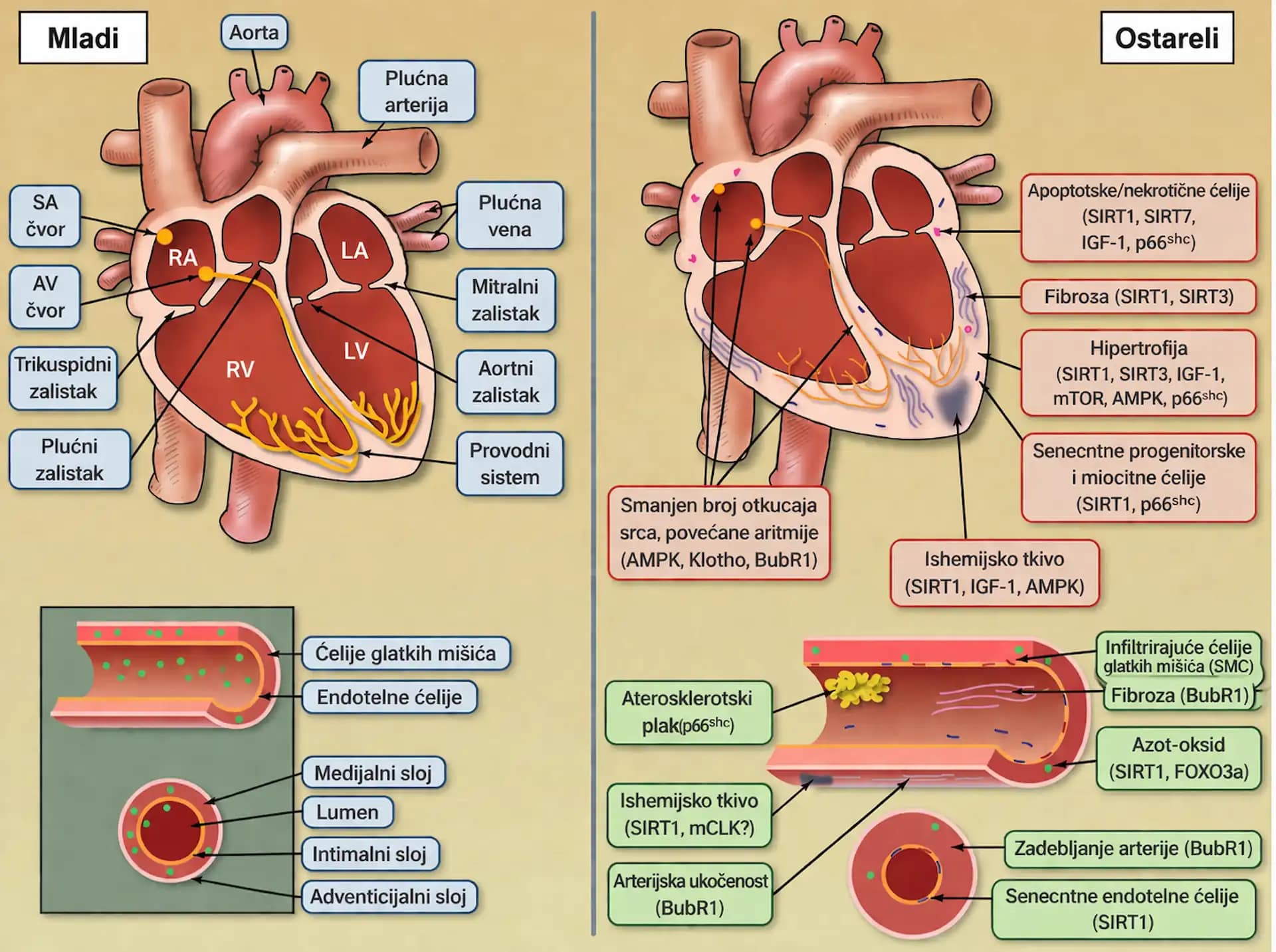 starenje srca mlado vs staro srce razlika krvni sudovi