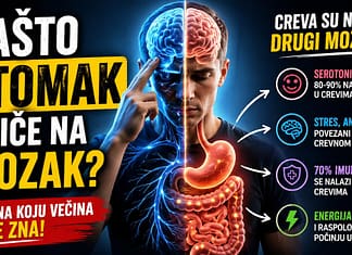Zašto stomak utiče na mozak – serotonin, stres i creva Veza između creva i mozga - serotonin, stres i digestivni sistem